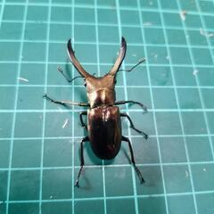 メタリフェルホソアカクワガタ②