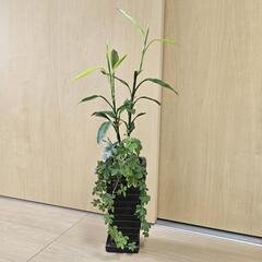 【お譲り先決定】ギンヨウセンネンボク　観葉植物　無料