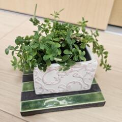 【お譲り先決定】ペペロニア　デピーナ　観葉植物　無料