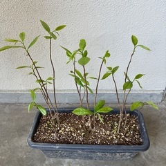 ポポーの苗木