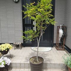 トネリコ苗木  part 2の画像