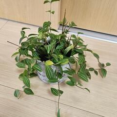 【お譲り先決定】ペペロミア　観葉植物　無料
