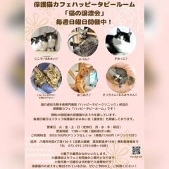 6月8日　動物病院の保護猫譲渡会