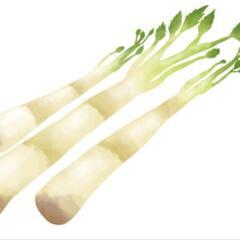 【訳あり‼️】早いものがち　山菜　うど　ウド　1kg程度