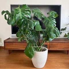 モンステラ