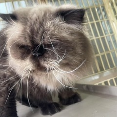 とても可愛いふわふわヒマラヤン６歳