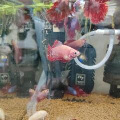 熱帯魚　ベタの画像