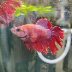 熱帯魚　ベタ