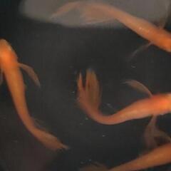 📣　パーティー　ドレス（成魚）　５匹の画像