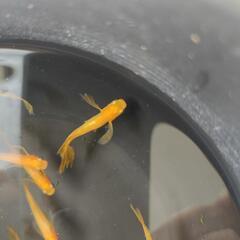 📣　パーティー　ドレス（成魚）　５匹の画像