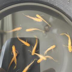📣　パーティー　ドレス（成魚）　５匹の画像