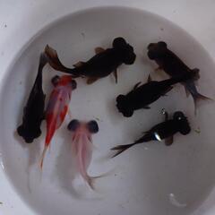 金魚 柳出目金 7匹 ラストになります。きんぎょ メダカ 水草 ...