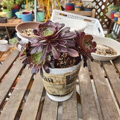 多肉植物　黒法師５株