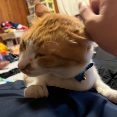 猫 里親募集