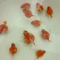 ピンポンパール（フナ尾）の画像