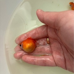 ピンポンパール（フナ尾）の画像