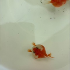 ピンポンパール（フナ尾）の画像