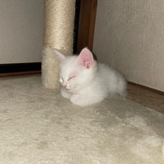 かりん様みたいな子猫　