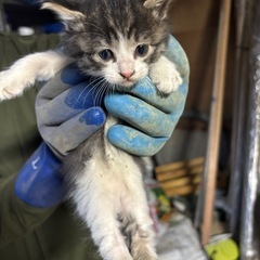 推定1〜2ヶ月の子猫　里親募集