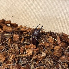 カブトムシ　コクワガタ