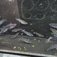 めだか【飛鳥系 オロチ ダルマ】取引決定の画像