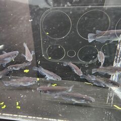 めだか【飛鳥系 オロチ ダルマ】取引決定の画像