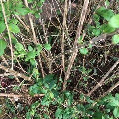 クコ　枸杞　超大株　1本　結果株　　　多年生植物　漢方 山菜 野草 生薬　薬用健康植物の画像