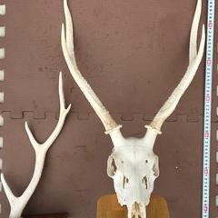 鹿の角頭蓋骨付き　2点セット