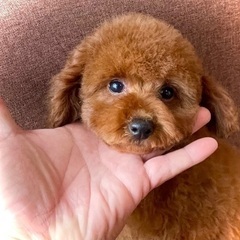 素敵な飼い主さん募集中✨Tカッププードル女の子✨今ならなんと総額...