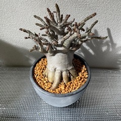 塊根植物