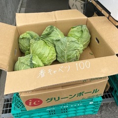 茨城県産春キャベツ入荷しました！