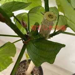 ウンベラータ(幹極太)の画像