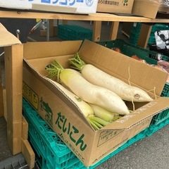 【在庫4】函館育ち3Lずっしり大根