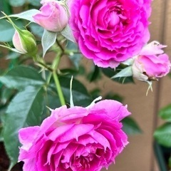 シェエラザード　大苗　薔薇