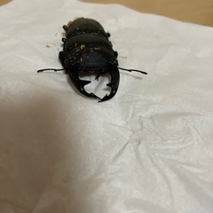 オオクワガタ　能勢SR血統の画像