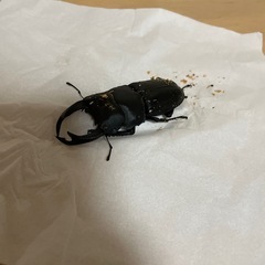 オオクワガタ　能勢SR血統の画像