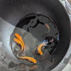 紅華　5匹1000〜