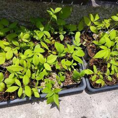 ラズベリー　プチルビー　苗木　育ててみませんか？の画像