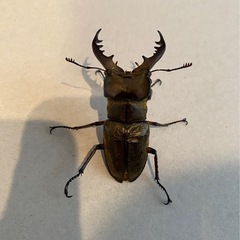 ミヤマクワガタ　オスメスペア