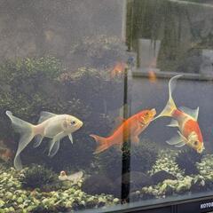 金魚5匹＋タナゴ1匹