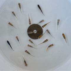 メダカ 稚魚色々20匹 ※2024年生まれ、室外冬越し個体