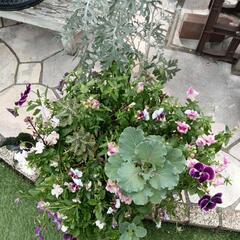 寄せ植え