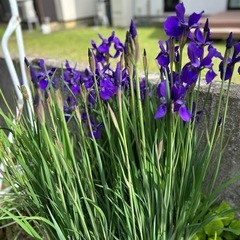 あやめ　菖蒲　球根