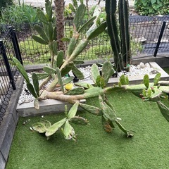 大型扇サボテン