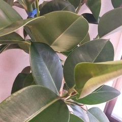 150cmFICUS ELASTICA フィカスエラスティカ　観葉植物 ゴムの木の画像