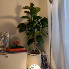 FICUS ELASTICA フィカスエラスティカ　観葉植物 ゴ...
