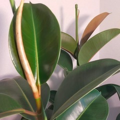 150cmFICUS ELASTICA フィカスエラスティカ　観葉植物 ゴムの木の画像