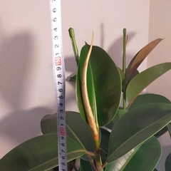 150cmFICUS ELASTICA フィカスエラスティカ　観葉植物 ゴムの木の画像