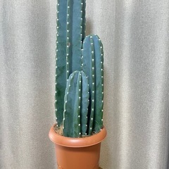 柱サボテン　観葉植物