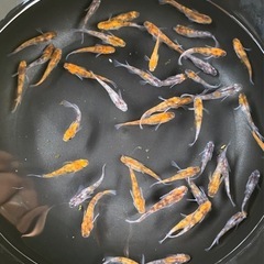 3色メダカ🌷　全部匹　約40匹　めだか　メダカ